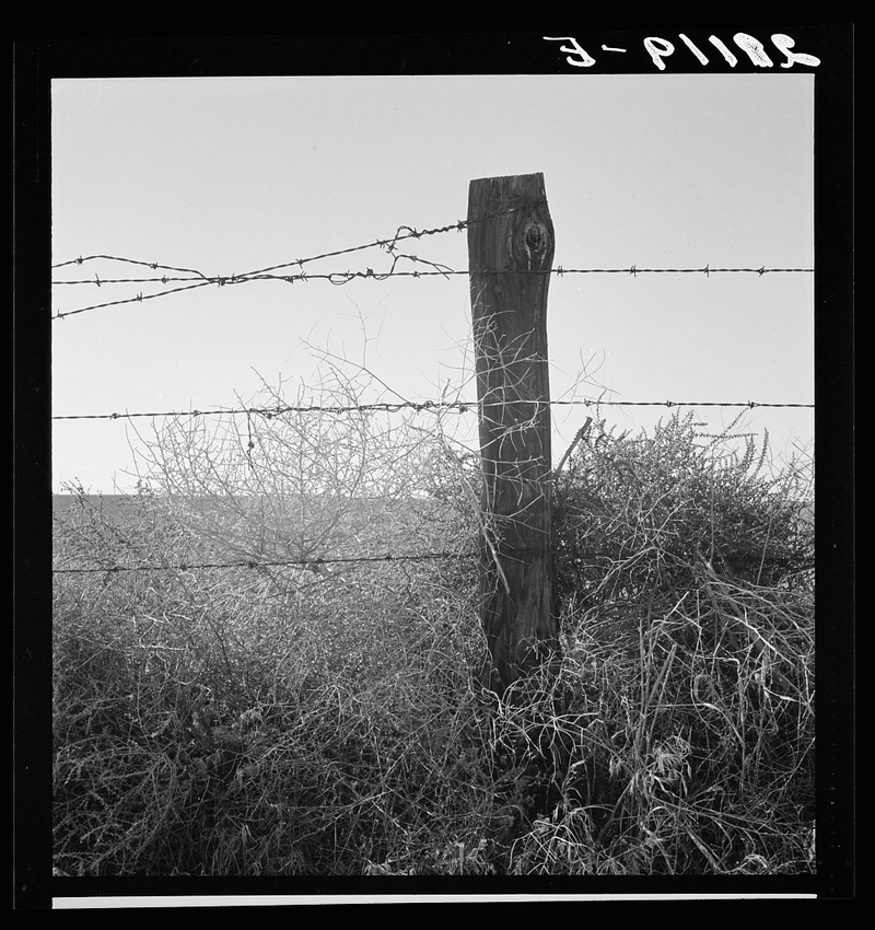 Illustration for article titled Barbed Wire
